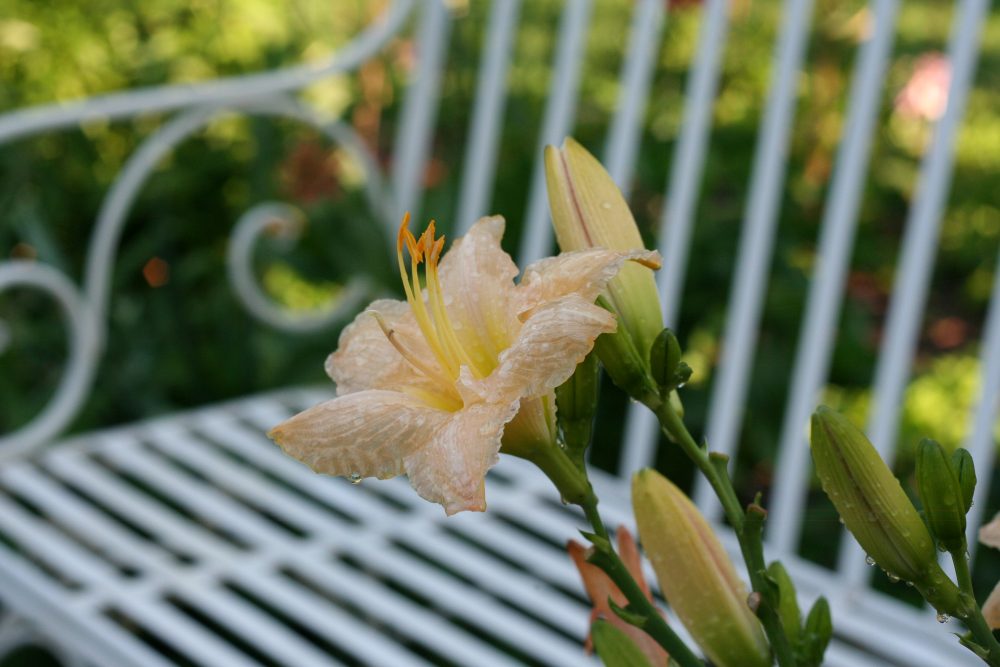 Daylily and garden bench